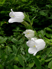 Campanula medium