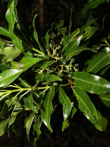 Palicourea salicifolia image