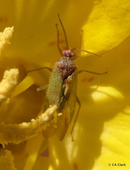 Pseudopsallus puberus