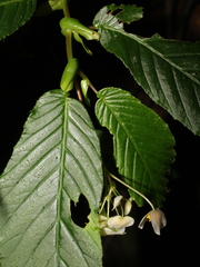 Begonia seemanniana image