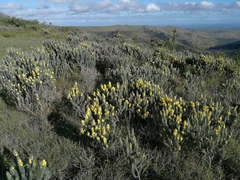 Aspalathus argyrophanes