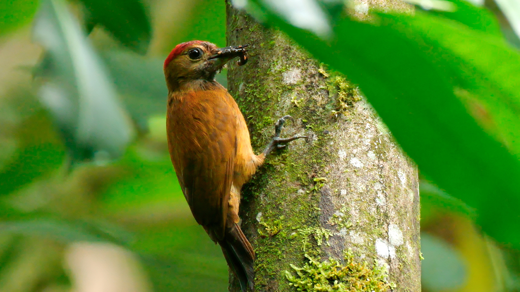 Carpintero pardo (Leuconotopicus fumigatus), Foto: Mike Melton