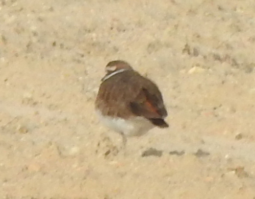 Killdeer photographed in Georgia
