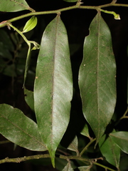 Guatteria dolichopoda image