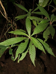 Psychotria nervosa image