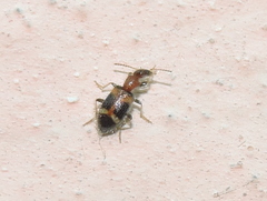 Stricticomus
