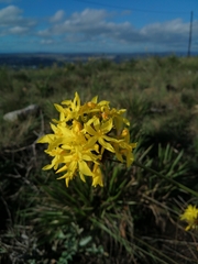 Bobartia orientalis orientalis