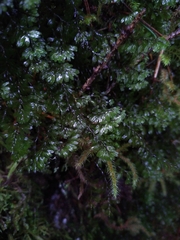 Hymenophyllum lineare image