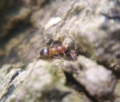 Lasius brunneus