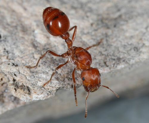 Maricopa Harvester Ant