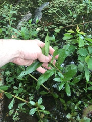 Hygrophila lacustris