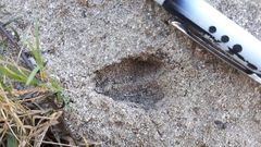 Raphicerus melanotis