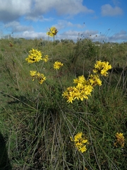 Bobartia orientalis orientalis