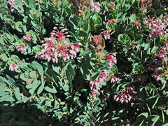 Arctostaphylos pringlei