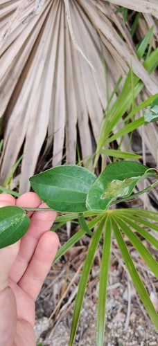 Image of Passiflora cupraea by (c) kwask, some rights reserved (CC BY)