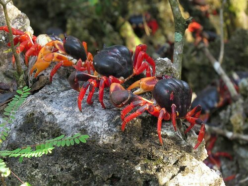Zombie Crab