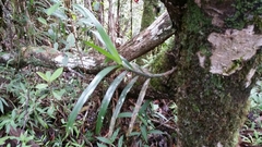 Angraecum viguieri image