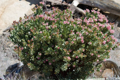 Arctostaphylos pringlei
