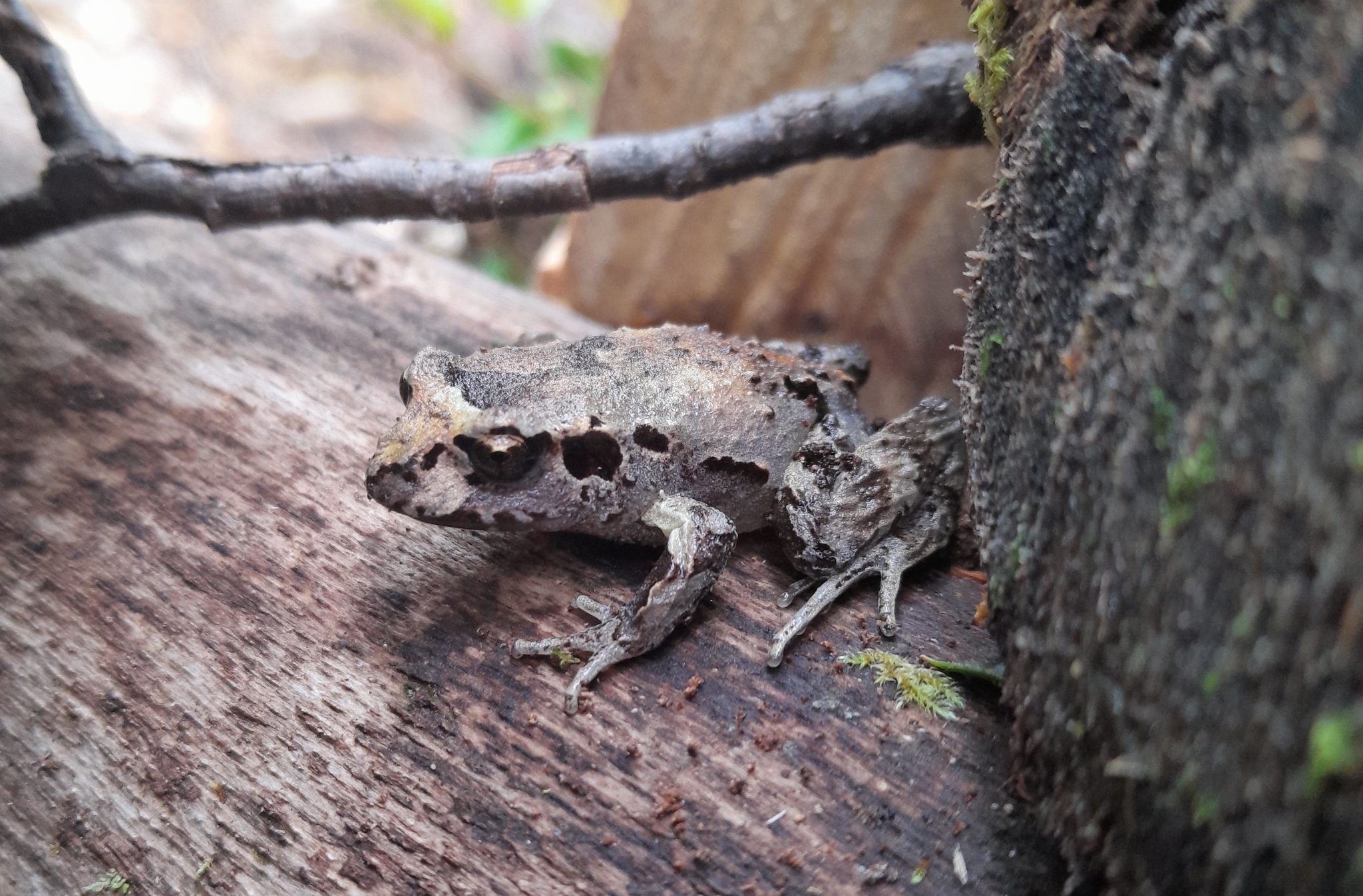 Eupsophus calcaratus (Günther, 1881)