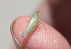 Pagaronia tredecimpunctata