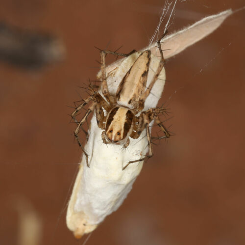 Oxyopes panther