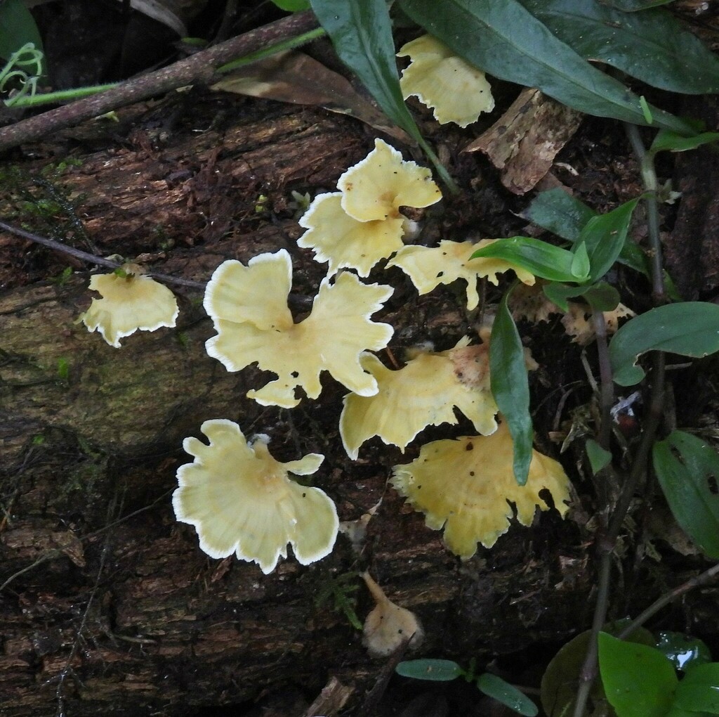 Cotylidia aurantiaca · November 2023 · photo: © hhulsberg (iNaturalist, cc-by)