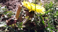 Taraxacum officinale