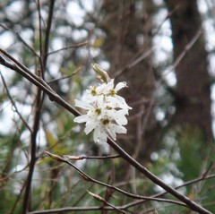 Amelanchier obovalis