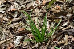 Cyperus diffusus