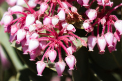 Arctostaphylos pringlei