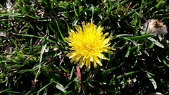 Taraxacum officinale