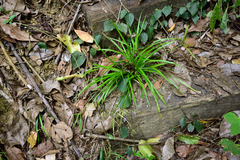 Cyperus diffusus
