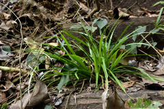 Cyperus diffusus