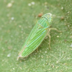 Graphocephala cythura
