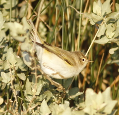 Phylloscopus bonelli