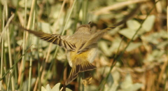 Phylloscopus bonelli