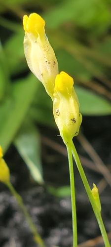 Image of Burmannia flava by (c) Jay Horn, some rights reserved (CC BY)