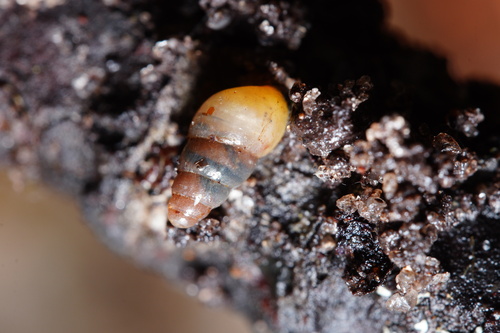 Subulinidae observed 2023-12-21