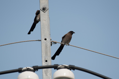 Dendrocitta formosae formosae