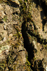 Bacidia rubella