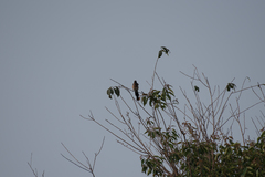 Dendrocitta formosae formosae