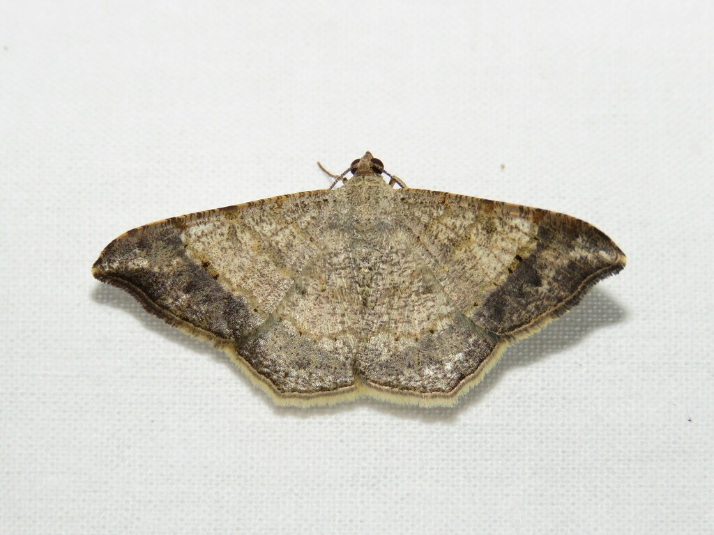 Semiothisa multistriata