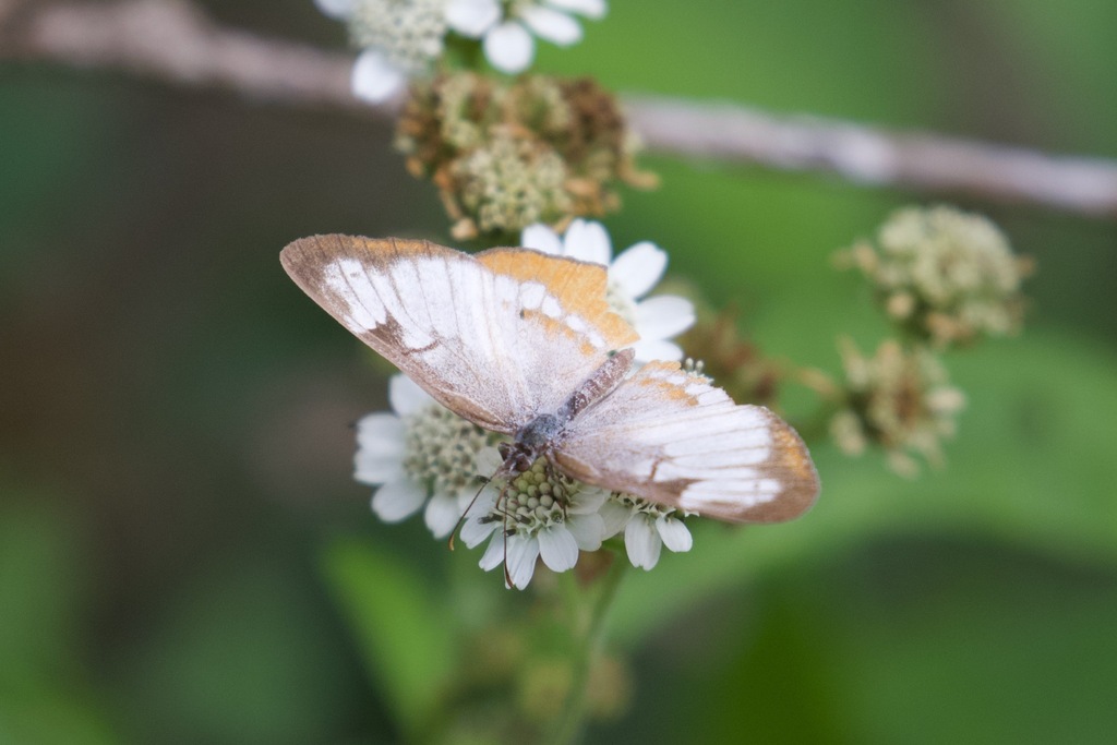 Common Mestra from Estero Llano Grande State Park, Hidalgo County, TX ...