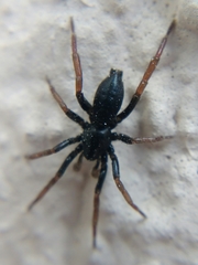 Trachyzelotes pedestris