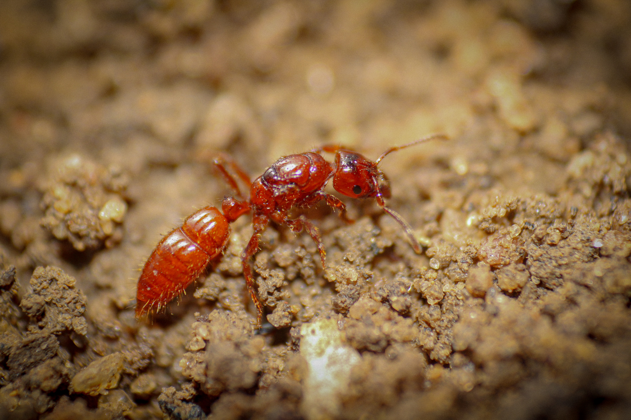 Centromyrmex brachycola
