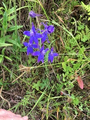 Delphinium decorum