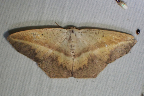 Neoblasta sublimbata