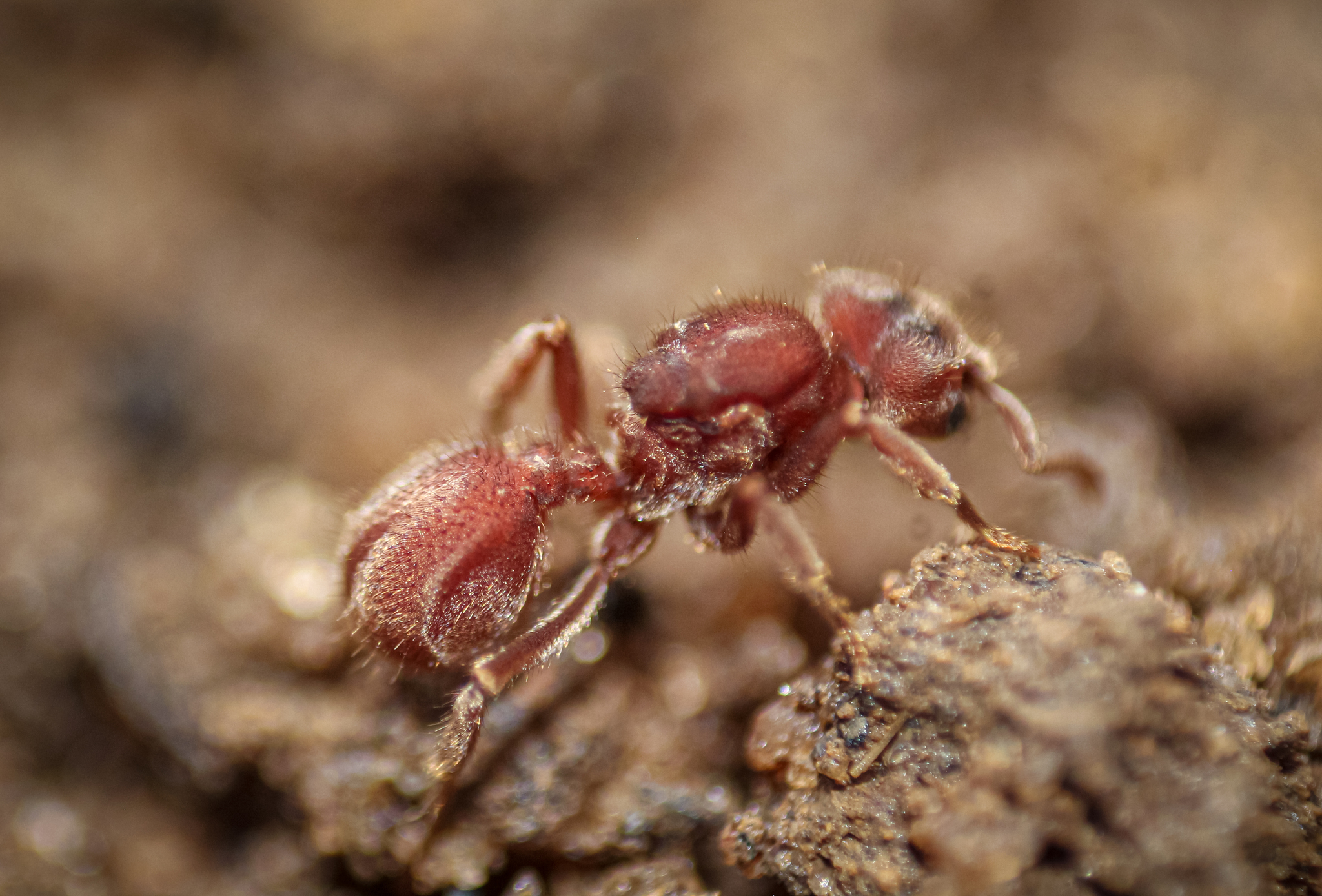 Sericomyrmex