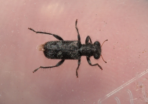 Tenebrous Checkered Beetle