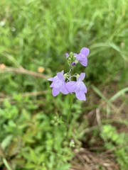 Nuttallanthus texanus